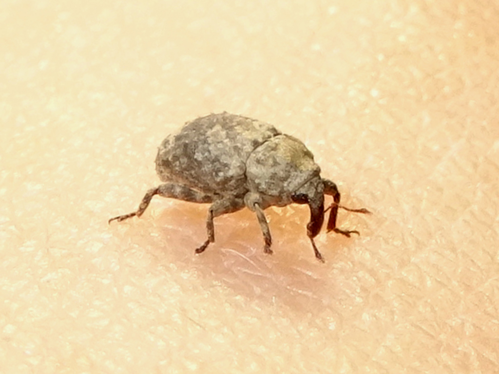 Curculionidae da identificare